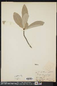 Magnolia virginiana image