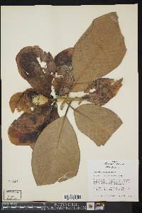 Magnolia grandiflora image