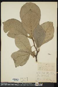 Magnolia x soulangeana image