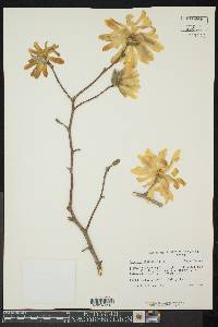 Magnolia stellata image