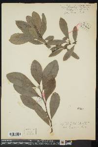 Magnolia stellata image