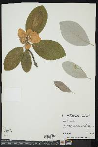 Magnolia virginiana image