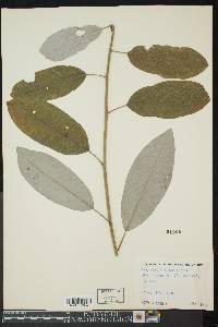 Magnolia virginiana image