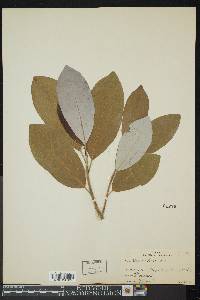 Magnolia virginiana image