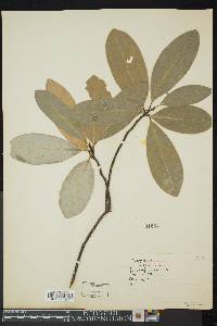 Magnolia virginiana image