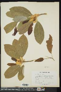 Magnolia virginiana image