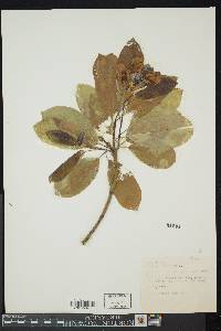 Magnolia virginiana image