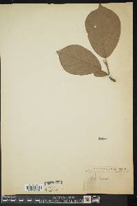 Magnolia obovata image