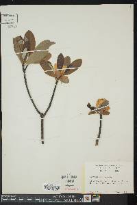 Magnolia virginiana image