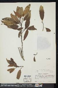 Image of Galbulimima belgraveana