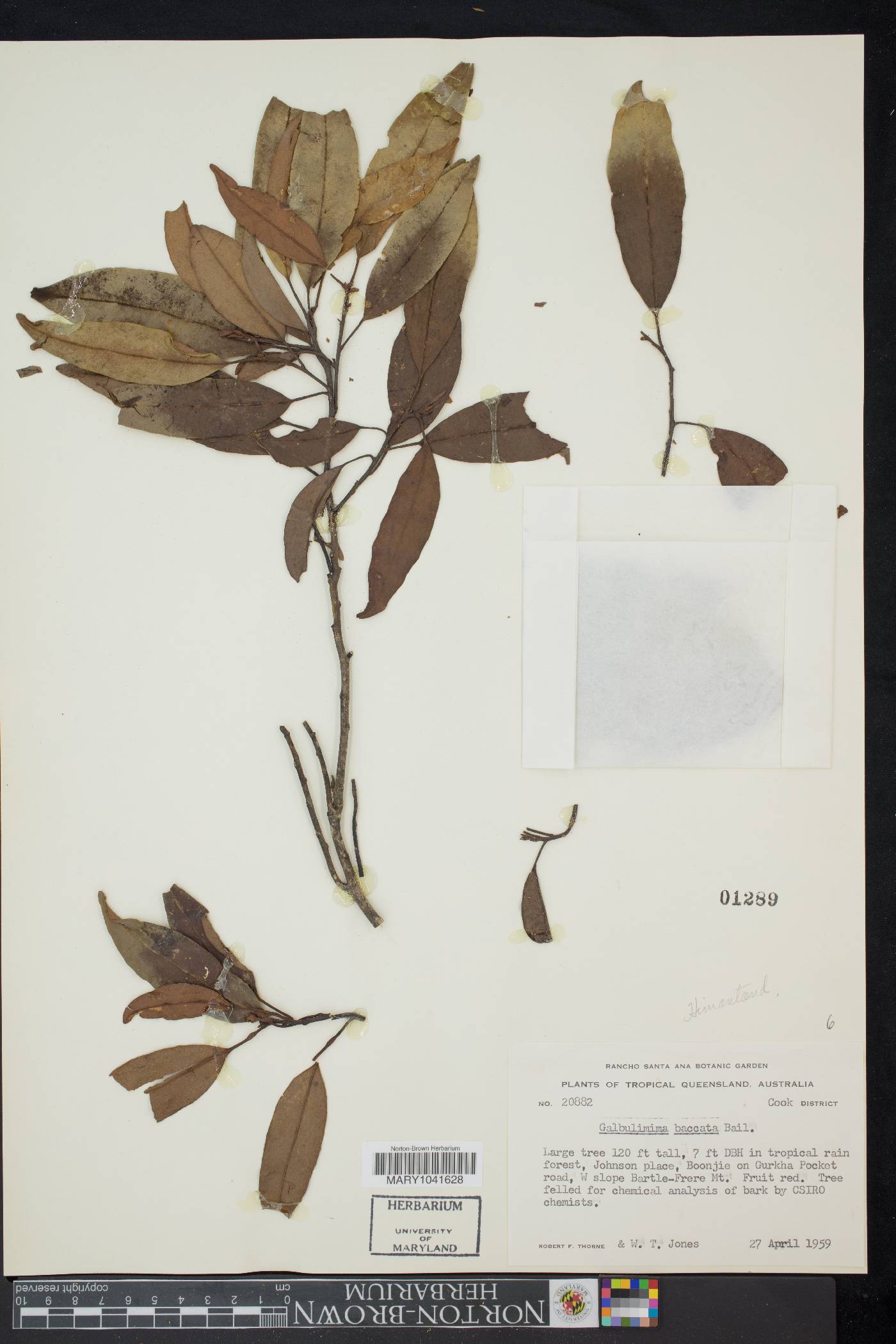 Galbulimima belgraveana image