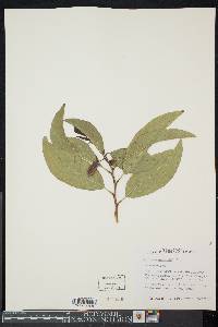 Annona muricata image