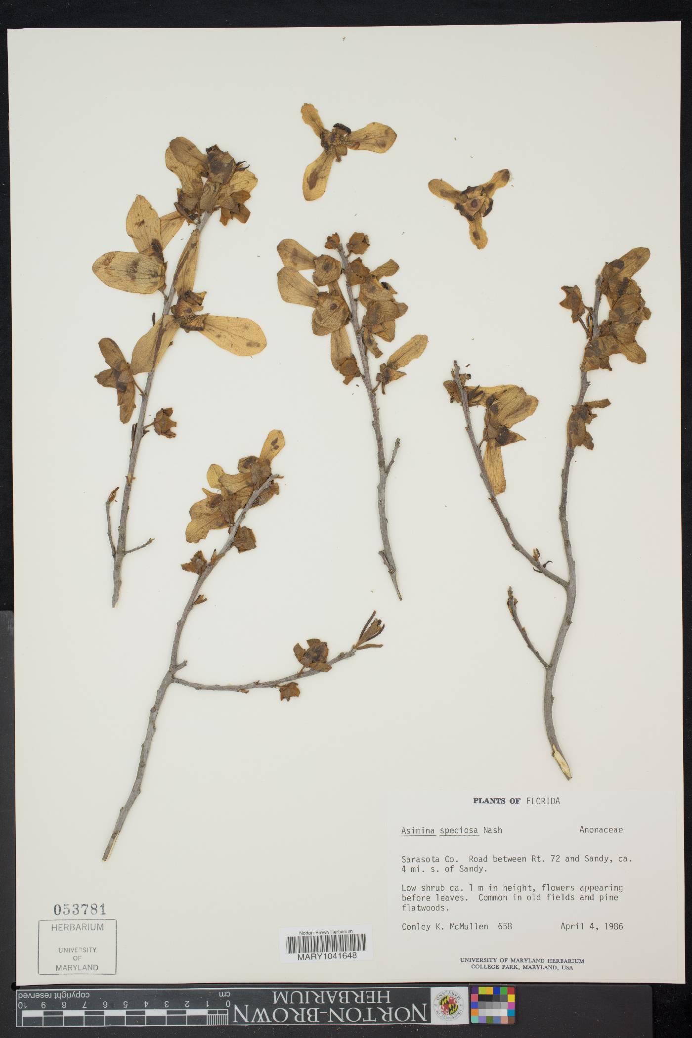 Asimina speciosa image