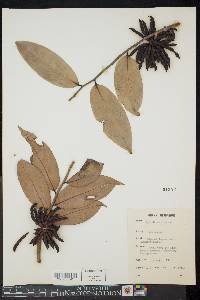 Image of Xylopia aethiopica