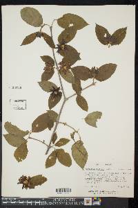 Calycanthus floridus var. glaucus image