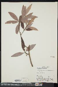 Image of Actinodaphne stenophylla