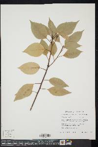 Image of Cinnamomum camphora