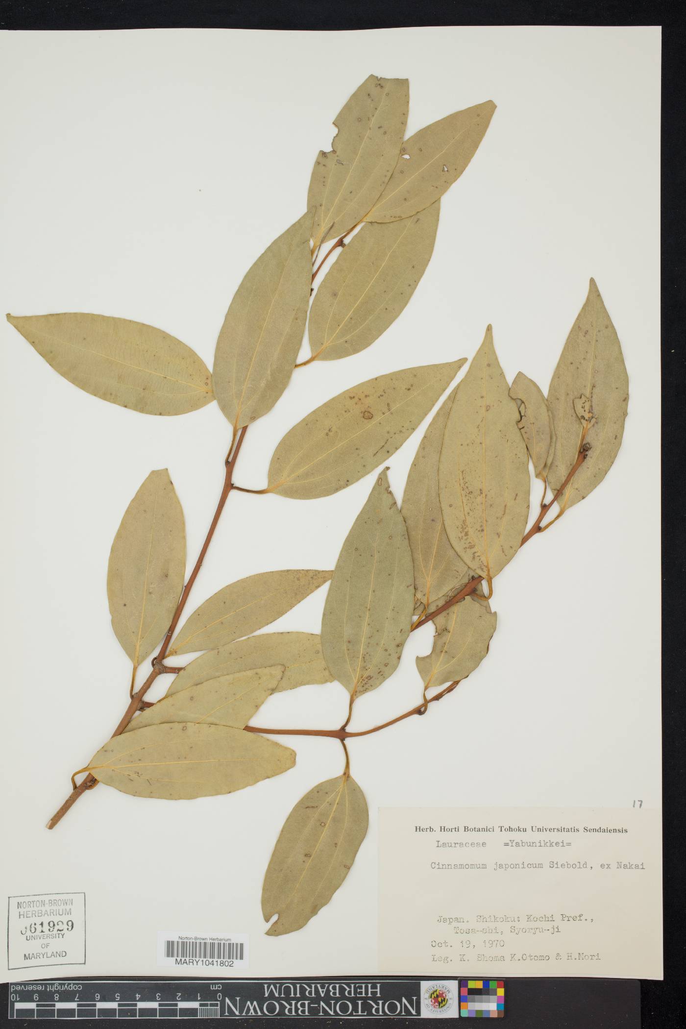 Cinnamomum tenuifolium image