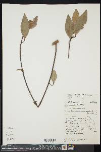 Media resource of Cinnamomum scortechinii