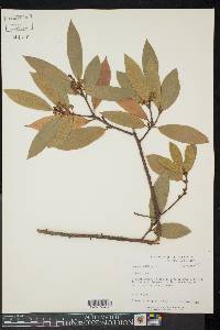 Laurus nobilis image