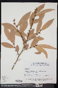 Lindera angustifolia image