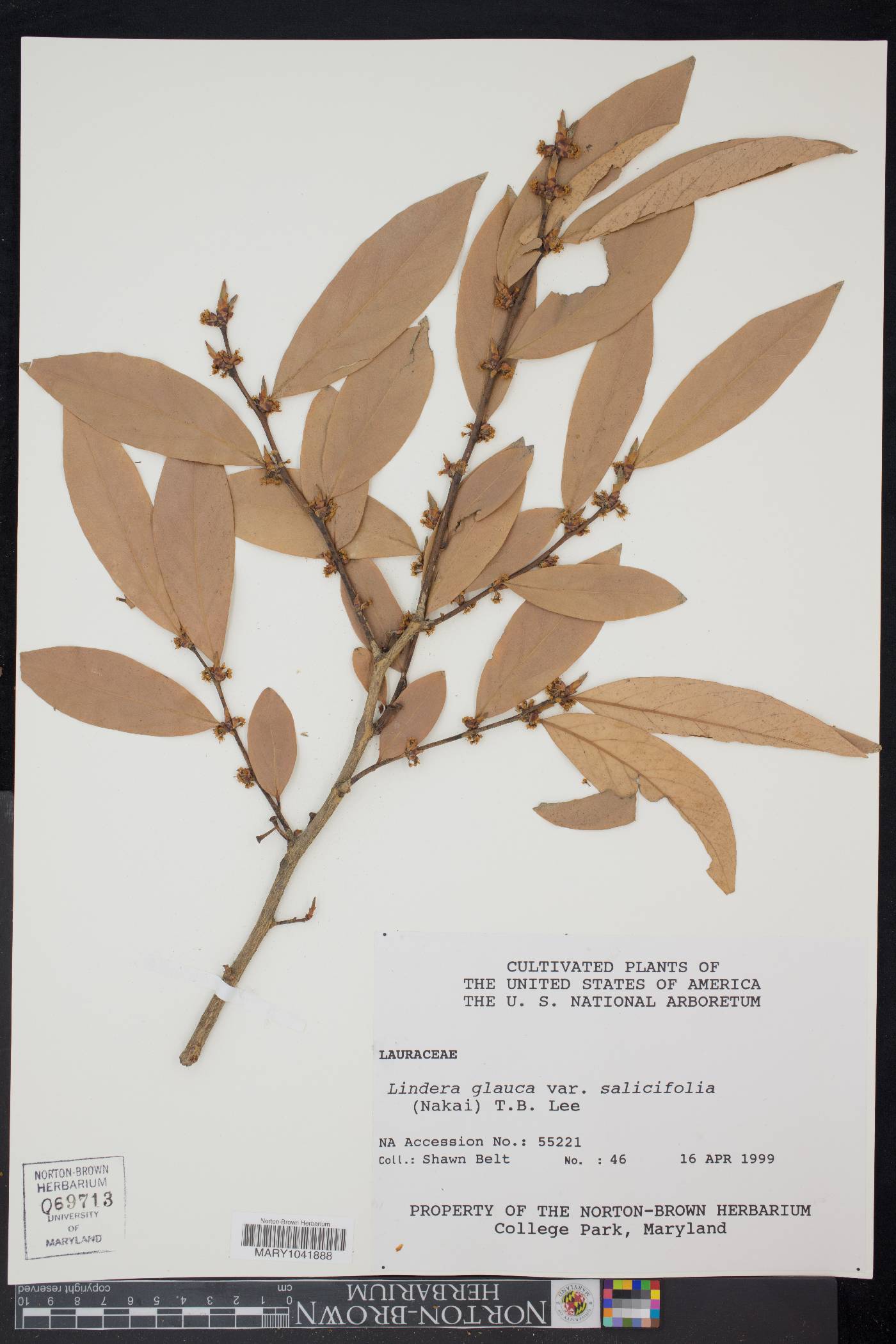 Lindera angustifolia image