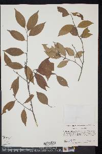 Litsea cubeba image