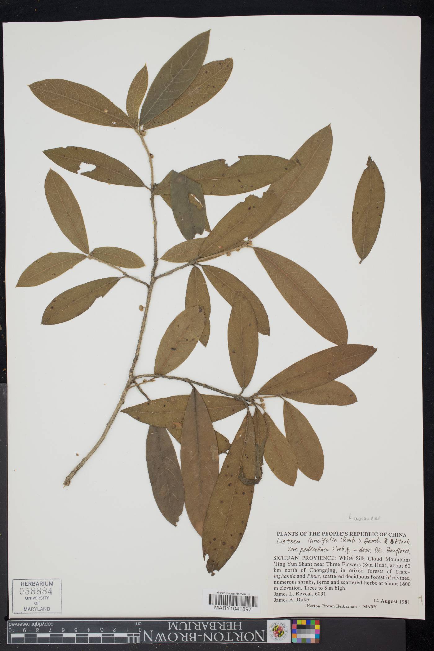 Litsea lancifolia image