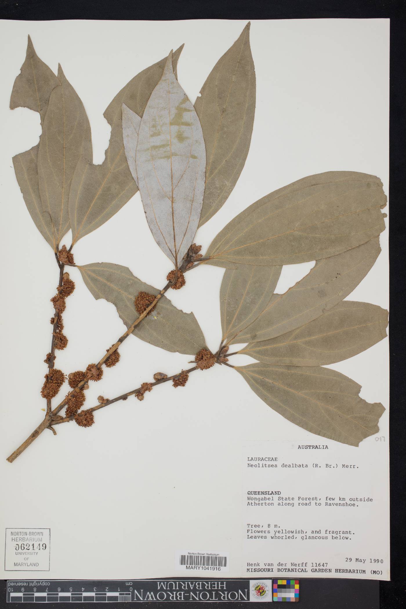 Neolitsea dealbata image