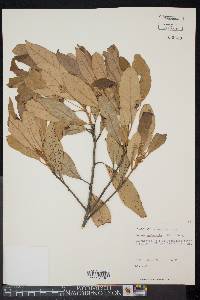 Persea palustris image