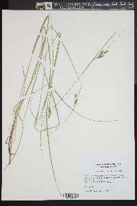 Carex swanii image