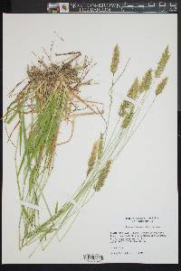 Anthoxanthum odoratum image