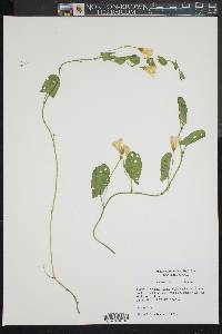 Convolvulus arvensis image