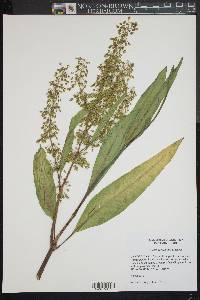 Rumex verticillatus image