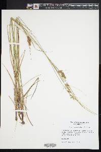 Carex complanata image