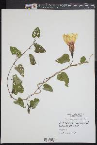 Ipomoea pandurata image