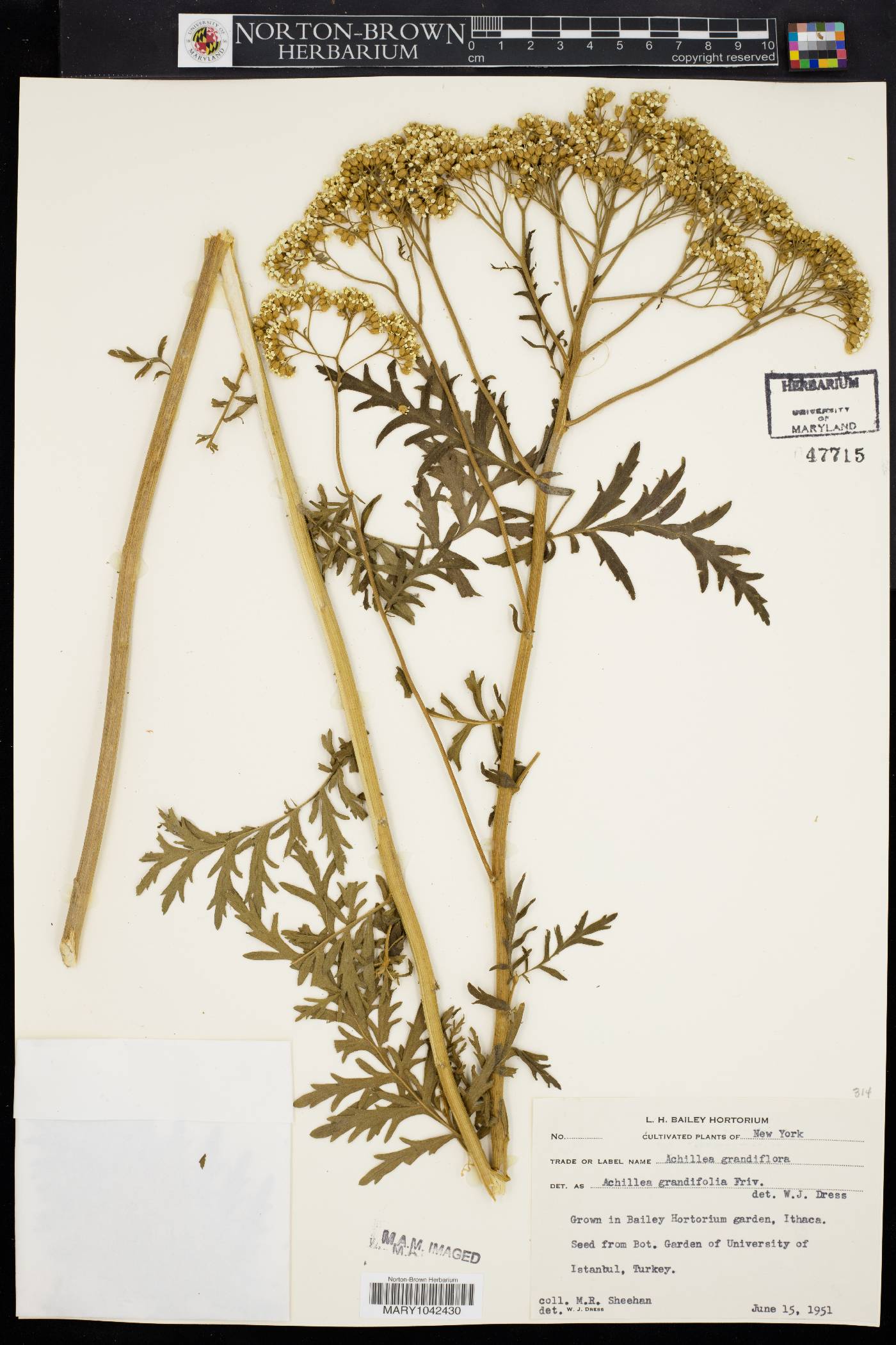Achillea grandifolia image