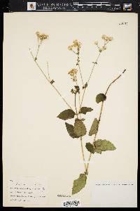 Ageratina aromatica image