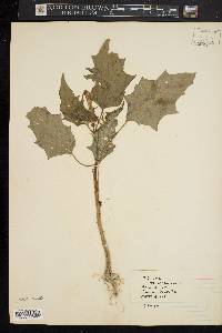 Datura stramonium image