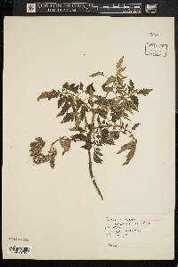 Solanum lycopersicum image