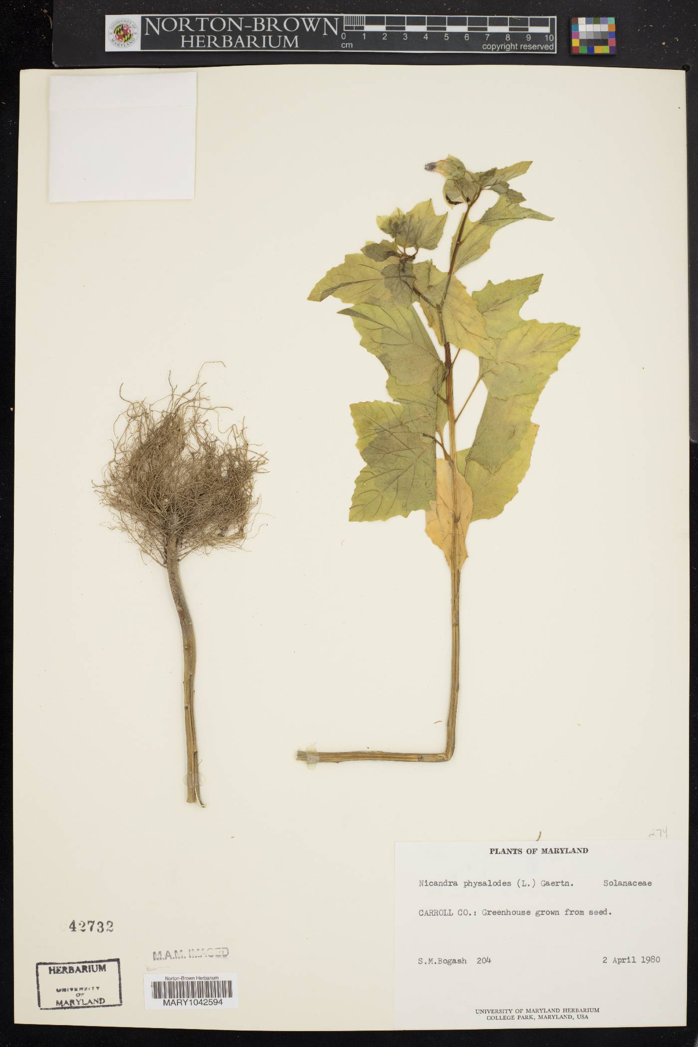 Nicandra physalodes image