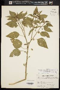 Physalis longifolia image