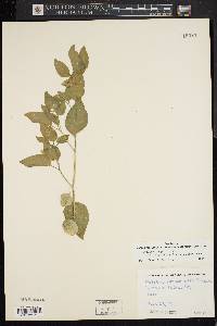 Physalis longifolia image