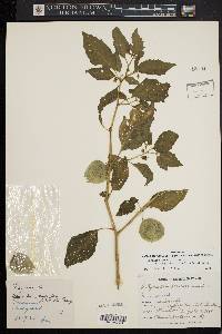 Physalis longifolia var. subglabrata image