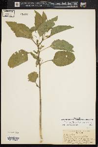 Physalis longifolia var. subglabrata image