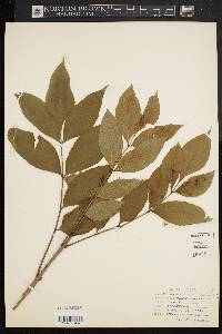 Fraxinus caroliniana image