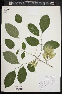 Fraxinus caroliniana image