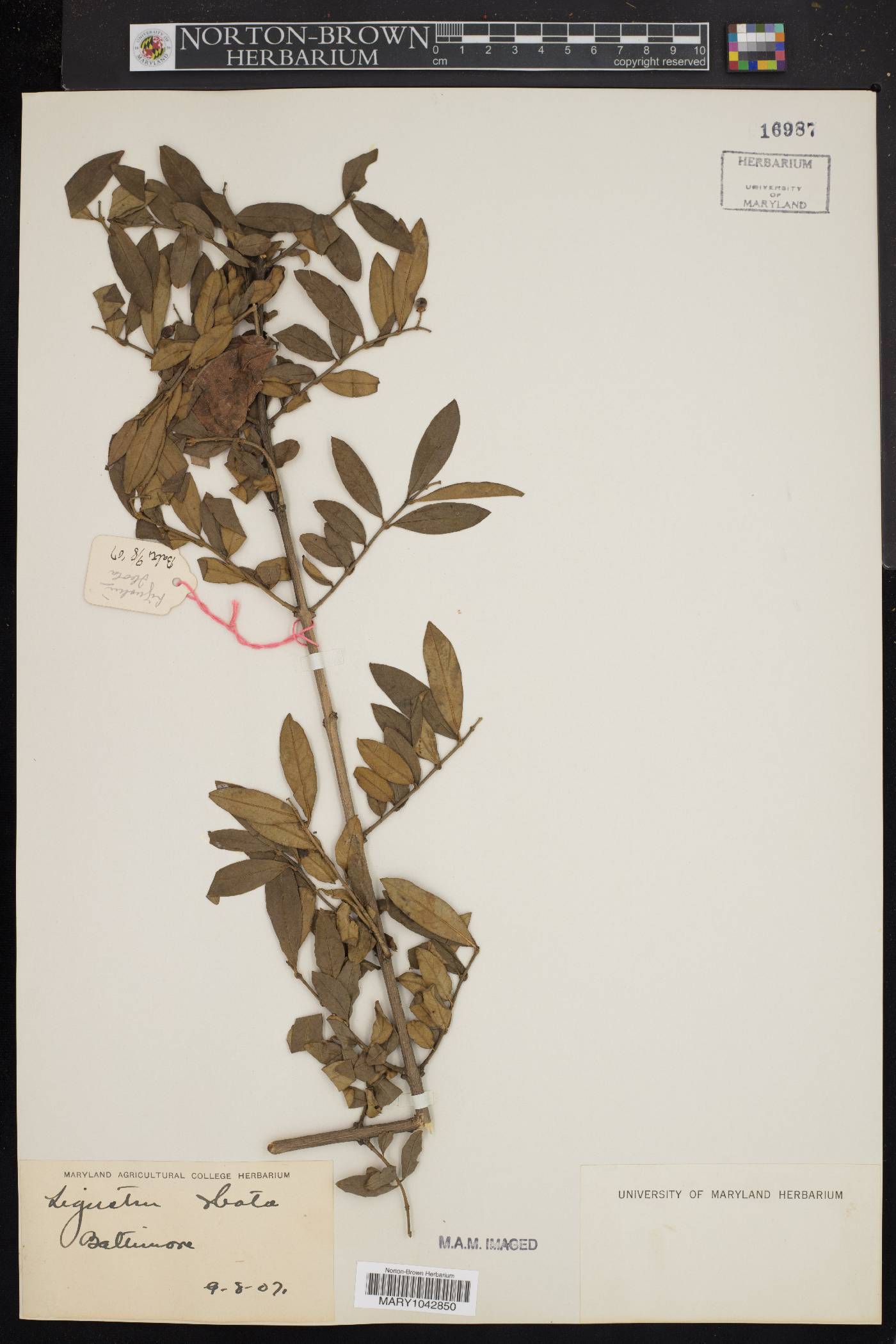 Ligustrum obtusifolium var. obtusifolium image