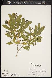 Ligustrum obtusifolium image