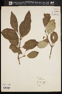 Syringa josikaea image